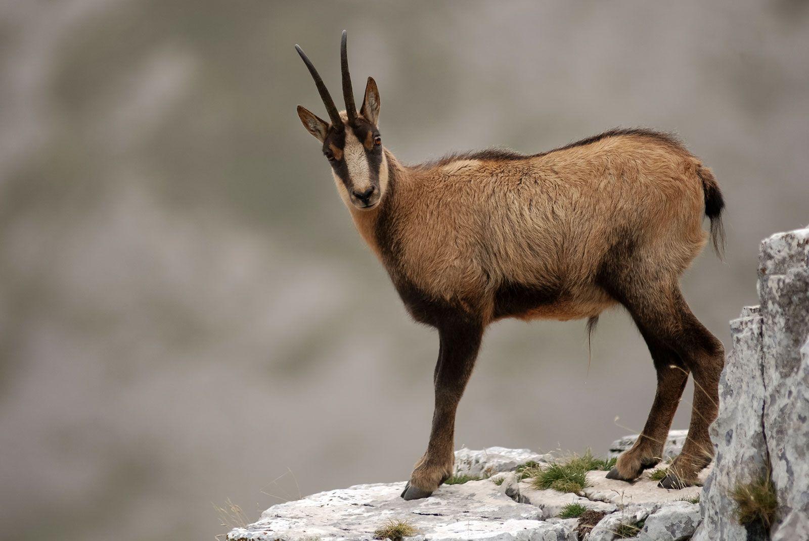 26 Different Animals Found in the Mountains with Pictures and Facts