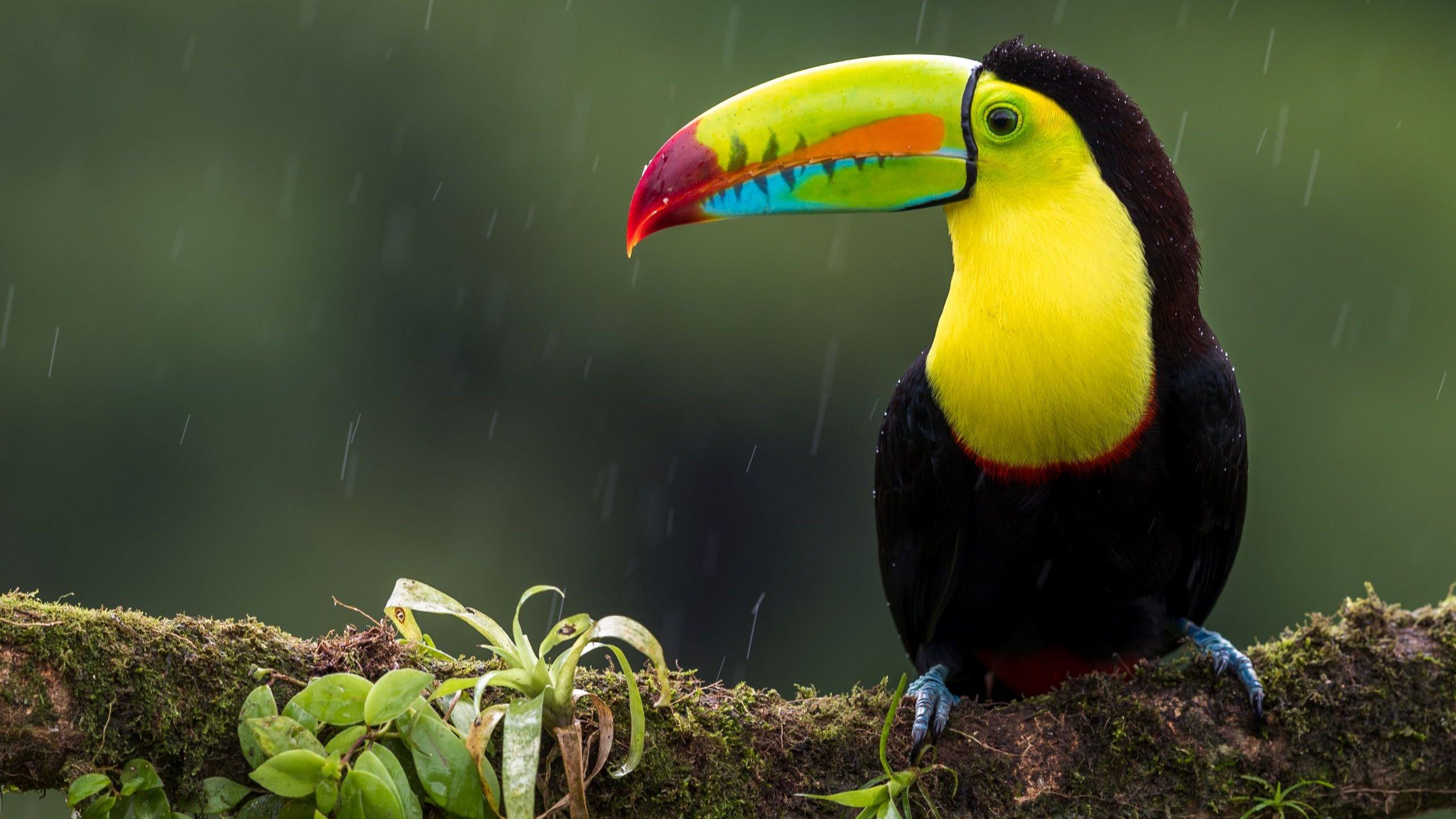 22 Exotic Birds Around The World Richmond Mom 22 Exotic Birds Around The World Richmond Mom