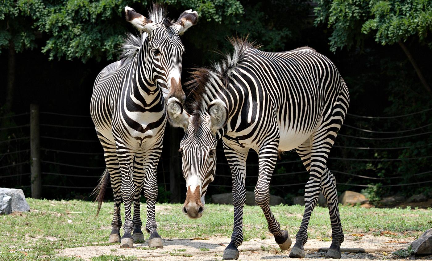 25 Different Animals Found In Zoo With Pictures And Facts Richmond Mom
