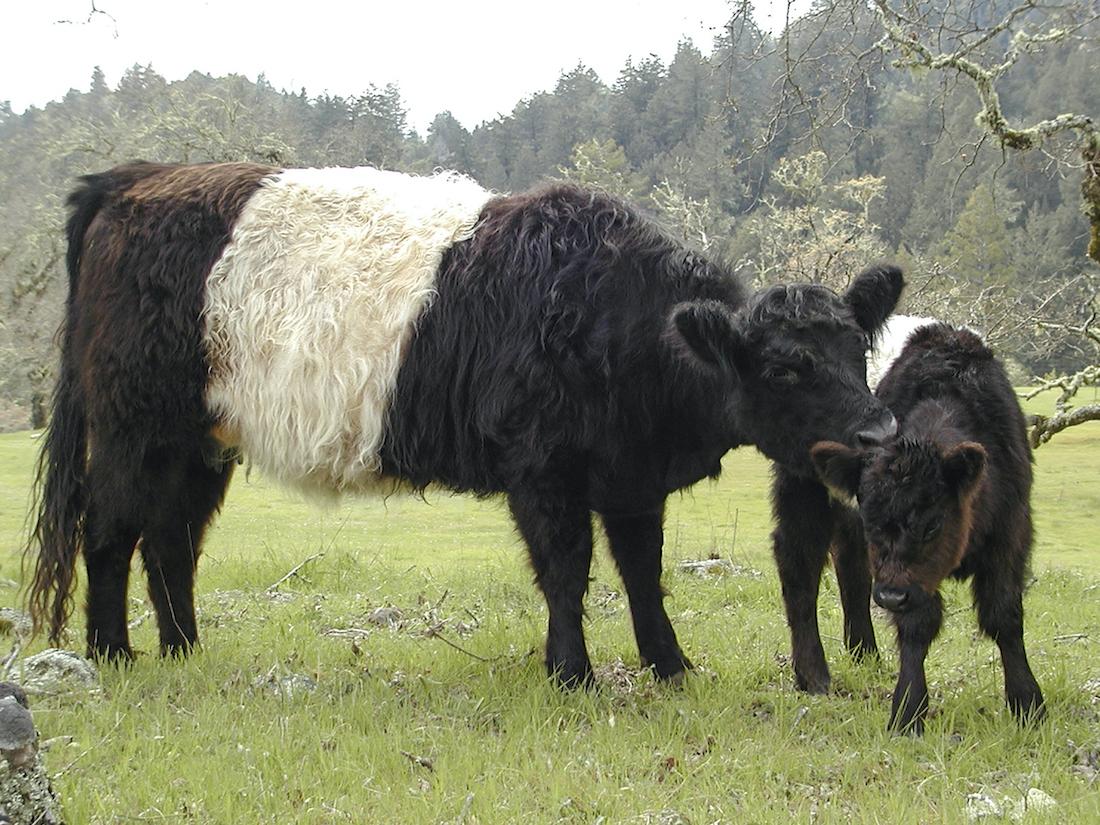 20-black-and-white-animals-you-should-know-richmond-mom