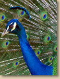 Maymont peacock