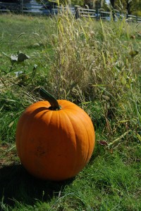 pumpkin Fall harvest festival is just around the corner.