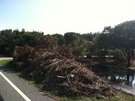 Outer Banks after Hurricane Irene roadside debris after Irene