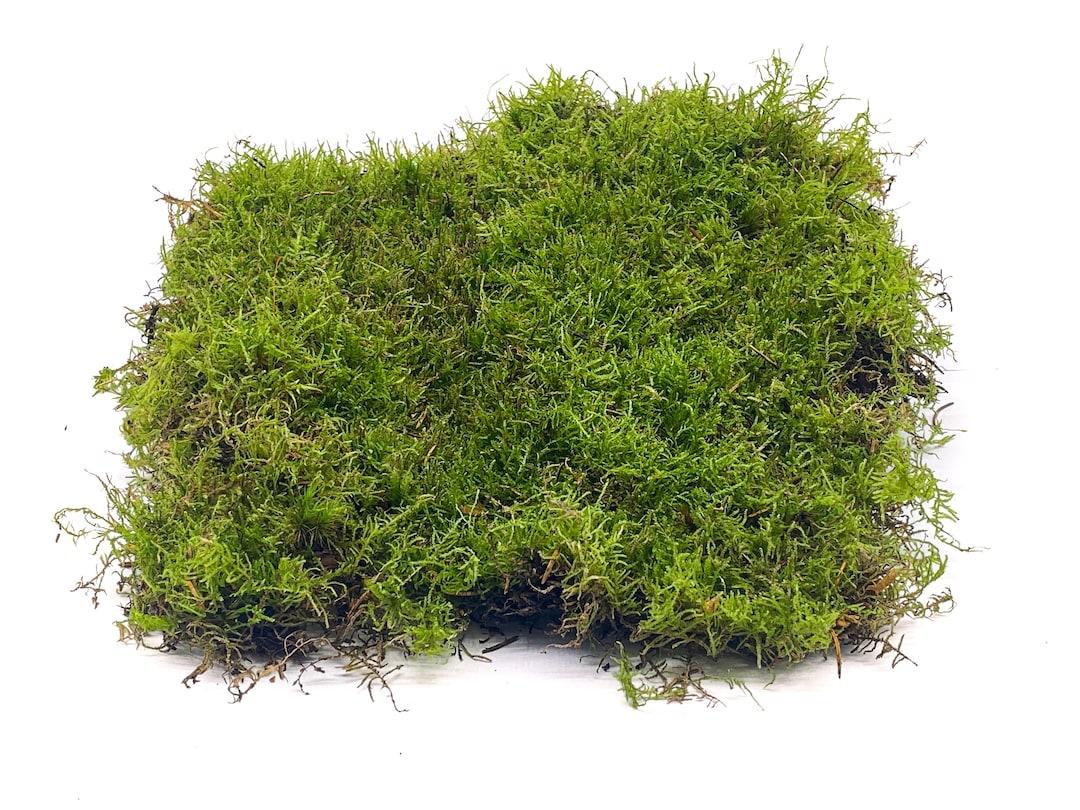 21 Interesting Types of Moss You Should Know - Richmond Mom