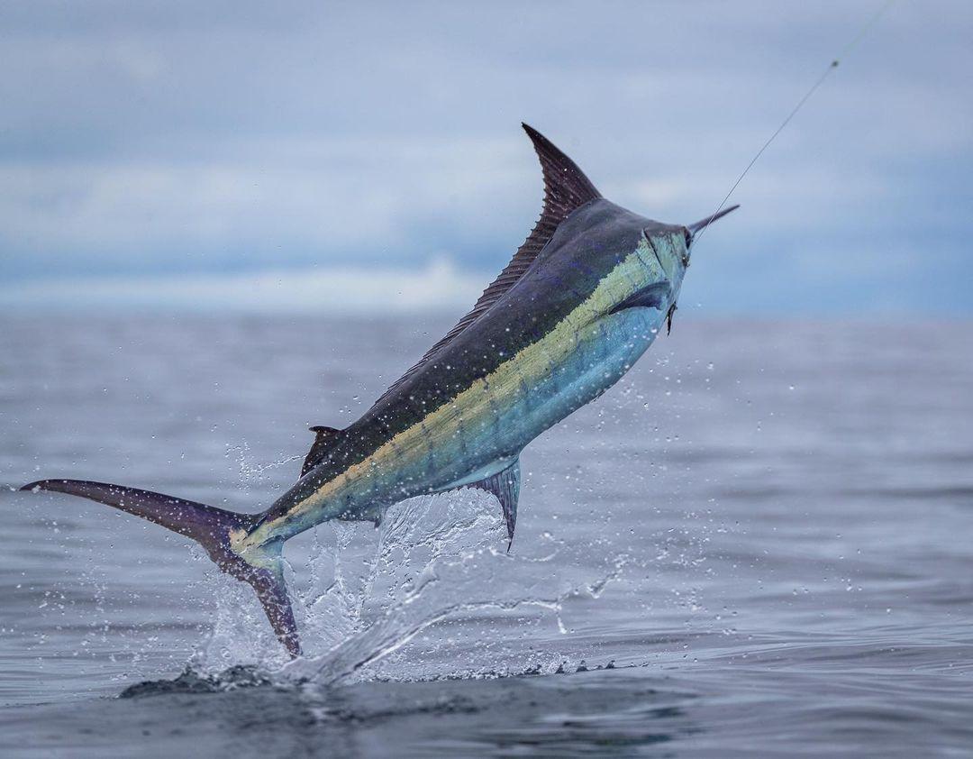 Fast Swimming Fish Example 32 Popular Types of Fish Around the World - Richmond Mom