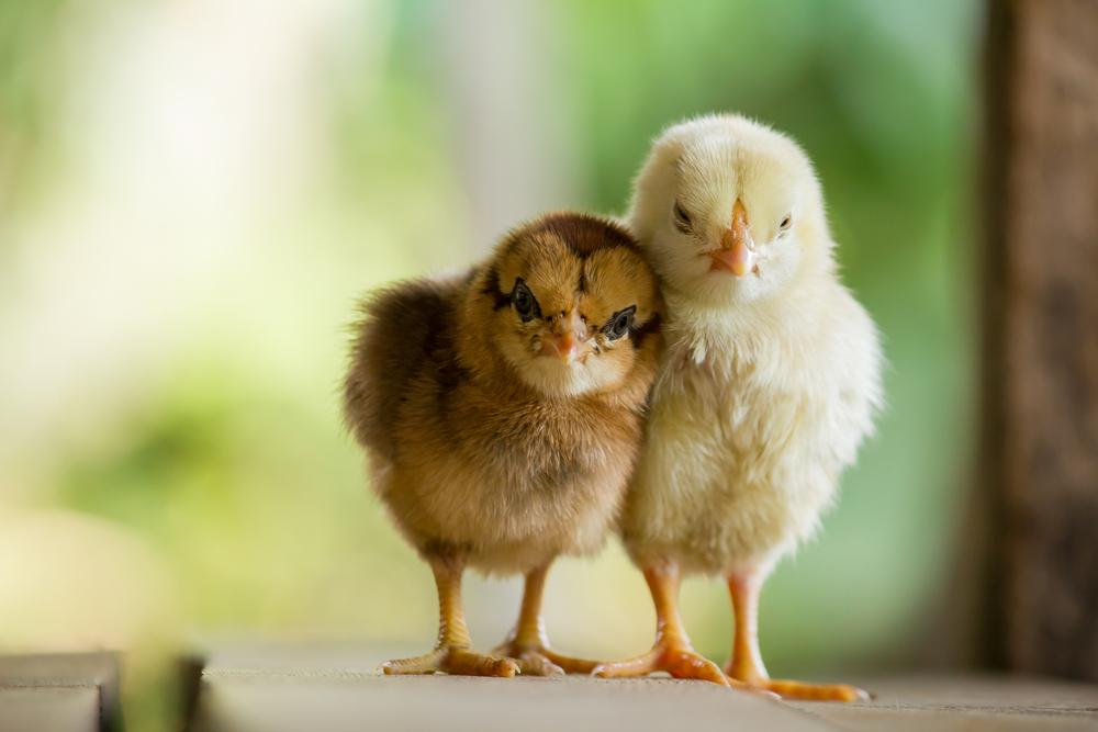 25 Fascinating Spring Animals to Spot this Spring - Richmond Mom