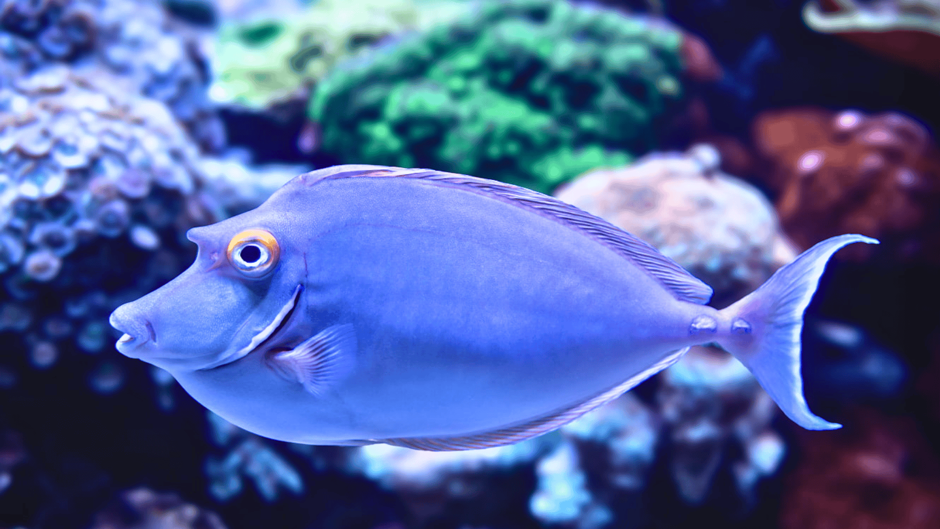 Unipe Fish 31 Unique Animals That Start With U You Should Know - Richmond Mom
